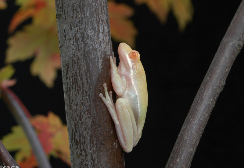 Albino Green Treefrog (Hyla cinerea)016.JPG