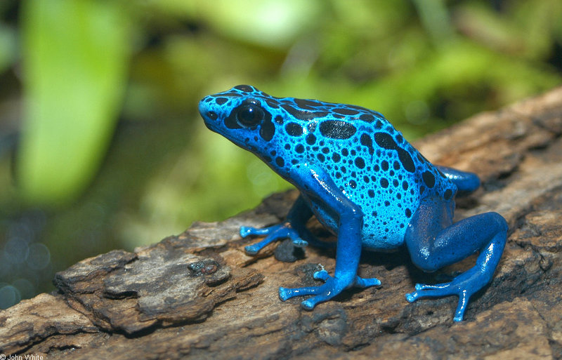 Blue Poison Dart Frog (Dendrobates azureus)1.JPG