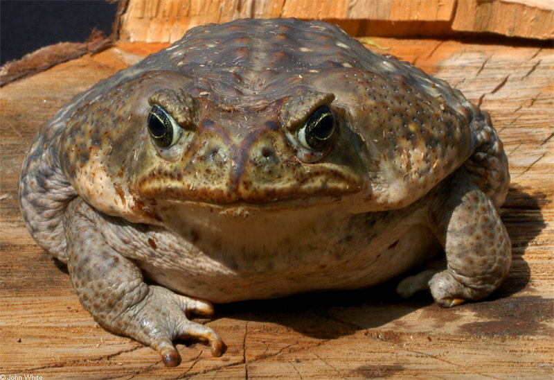 Cane Toad (Bufo marinus)347.JPG