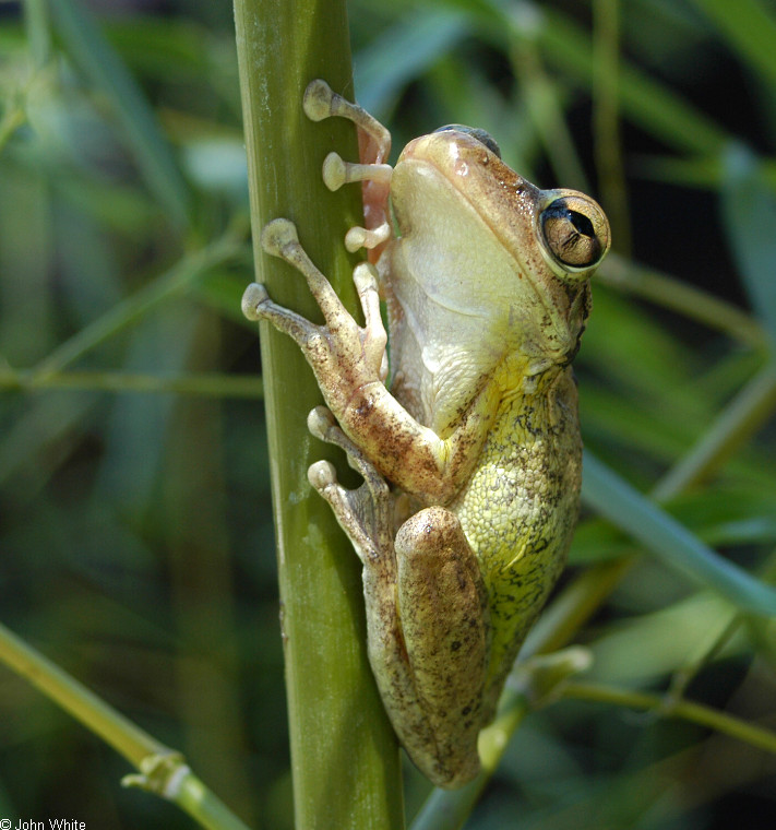Cuban Treefrog (Osteopilus septentrionalis)035.JPG
