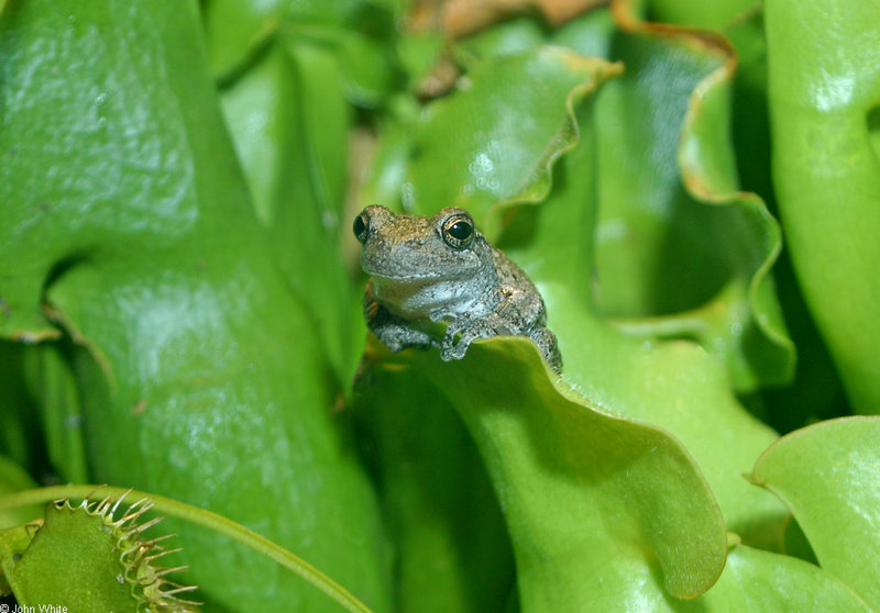 Gray Treefrog (Hyla versicolor)200.JPG