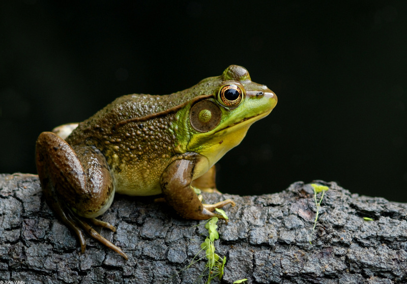 Northern Green Frog (Rana clamitans melanota).JPG