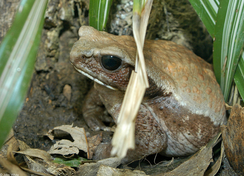 Smooth-sided Toad (Bufo guttatus).jpg