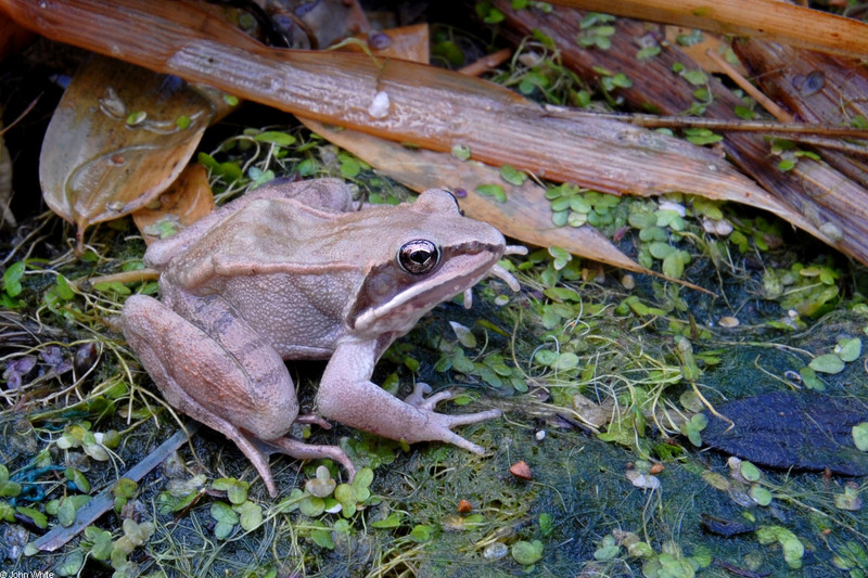 Wood Frog (Rana sylvatica)2018.JPG