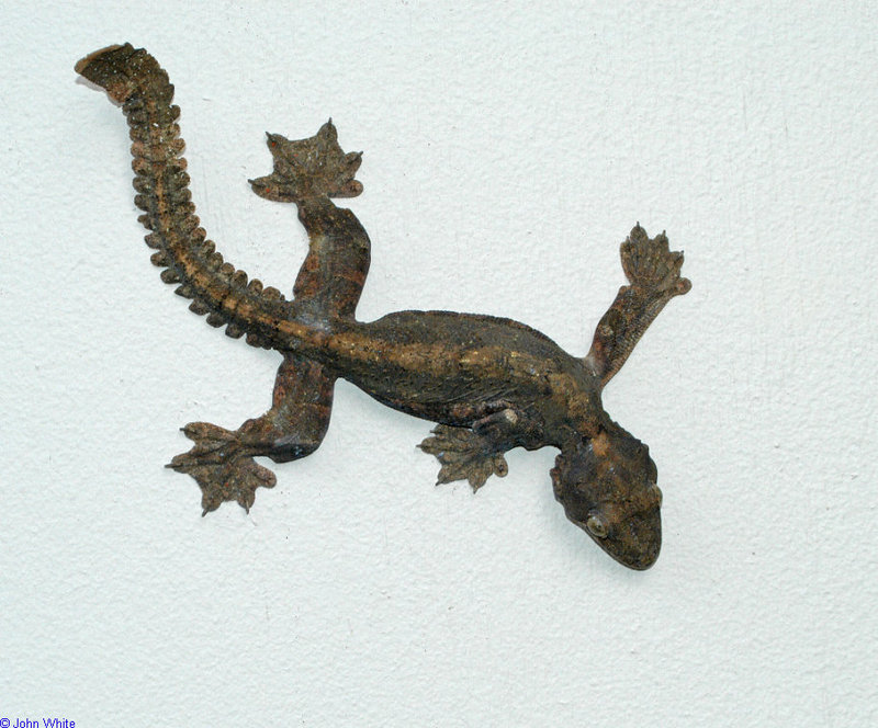 Flying Gecko (ptychozoon kuhli)100.JPG
