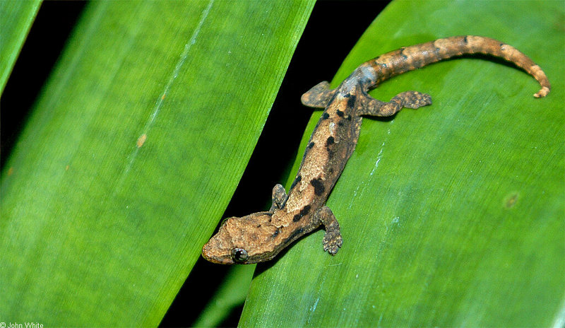 Mourning Gecko (Lepidodactylus lugubris)003.JPG