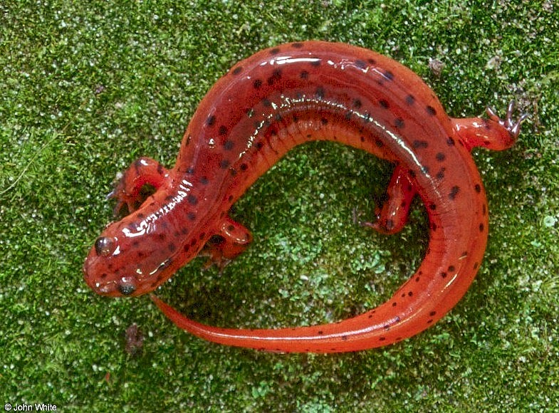 Eastern Mud Salamander (Pseudotriton m. montanus).jpg