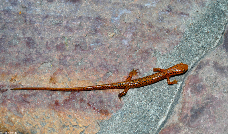 Longtail Salamander (Eurycea  longicauda  longicauda)100.JPG