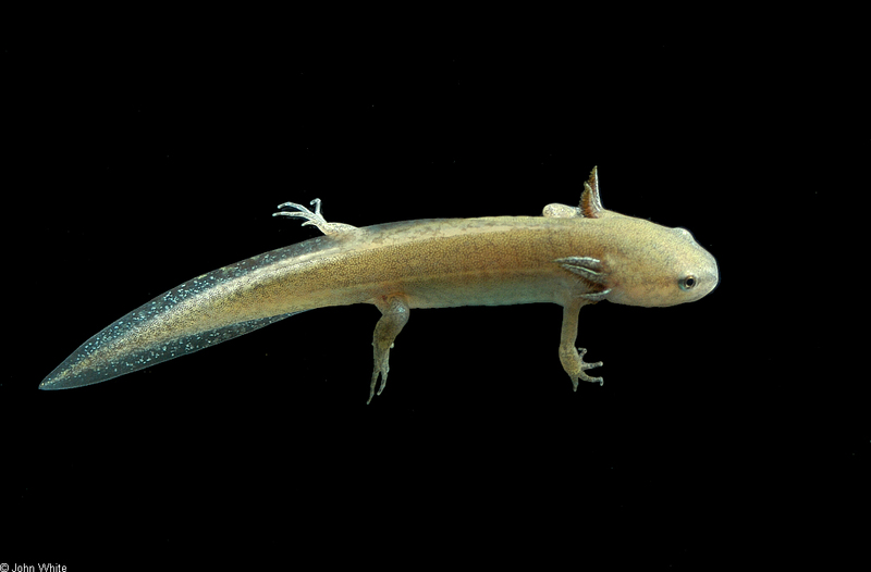 Mole Salamander (Ambystoma talpoideum) 005.jpg