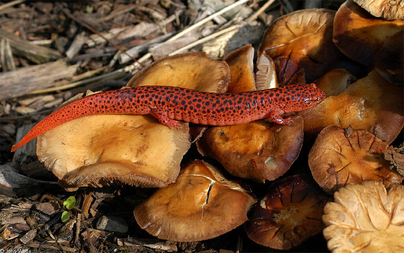 Northern Red Salamander (Pseudotriton ruber ruber)105.jpg