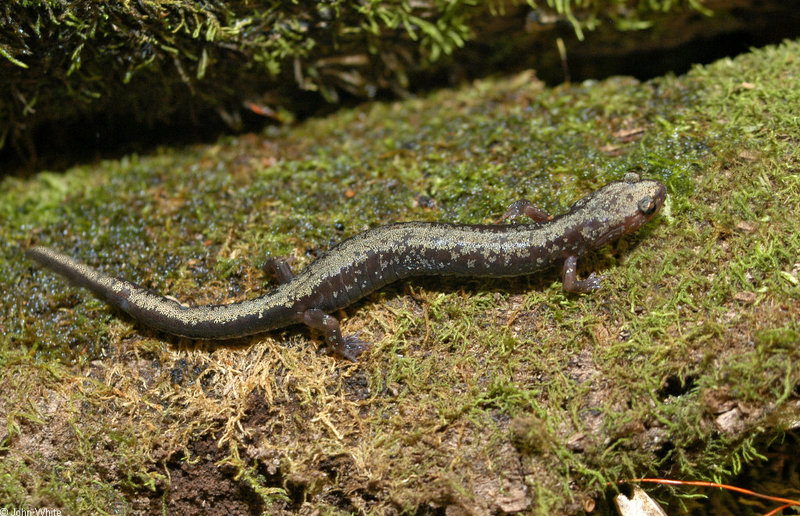 Peaks of Otter Salamander (Plethodon hubrichti)001.JPG