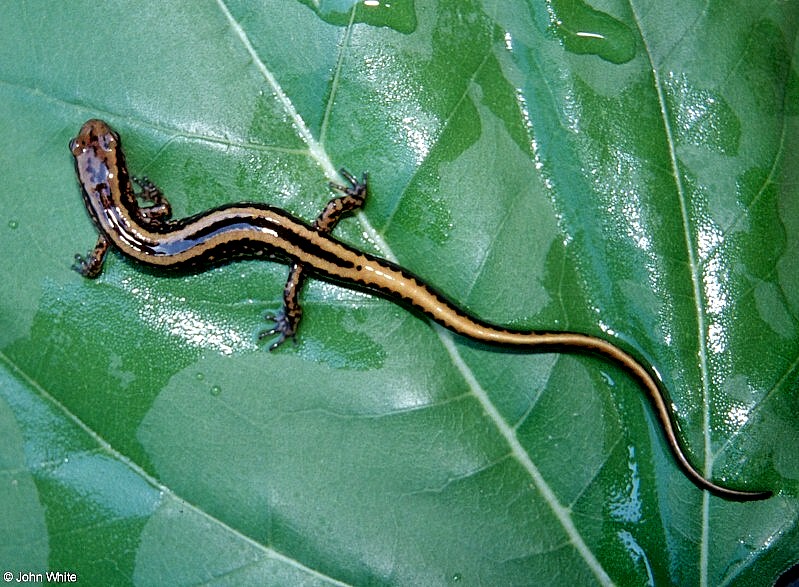 Three-lined Salamander (Eurycea guttolineata).jpg