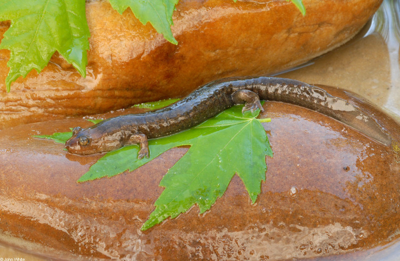 black belly salamander0253.jpg