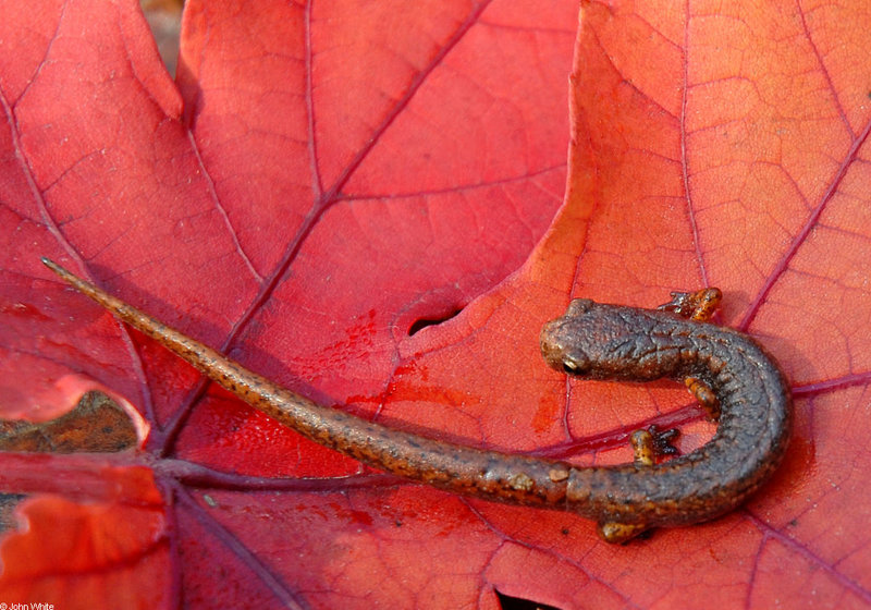 four-toed salamander628.JPG