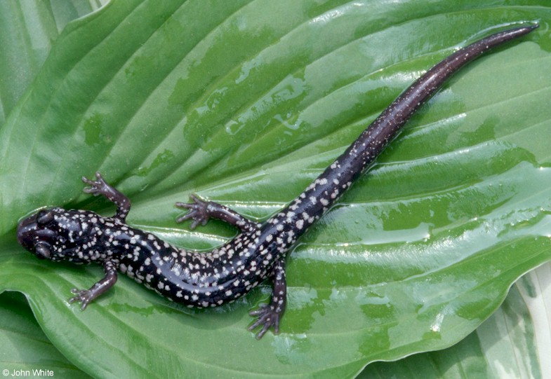 white-spotted slimy salamander07.jpg