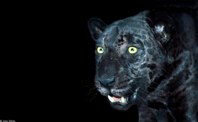 Black Panther-Leopard (Panthera pardus).jpg