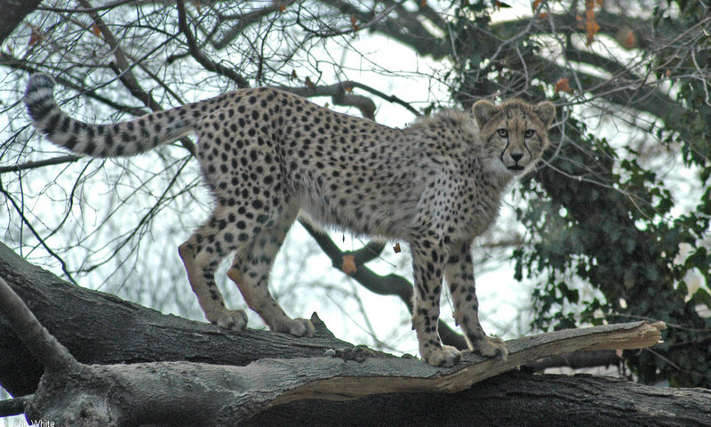 Cheetah304.jpg