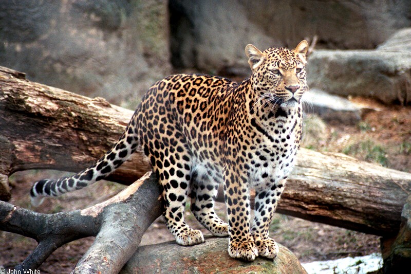 Leopard (Panthera pardus)001.jpg