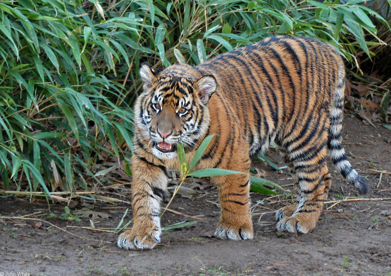 Sumatran Tiger (Panthera tigris sumatrae).jpg