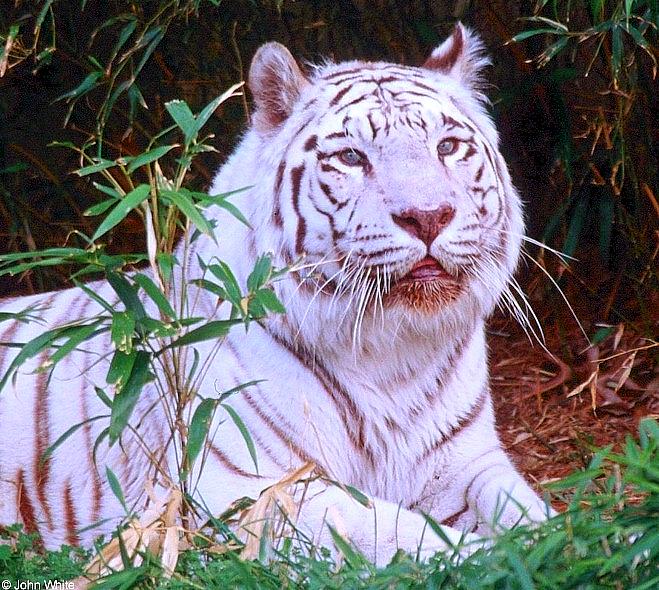 White Tiger002.jpg