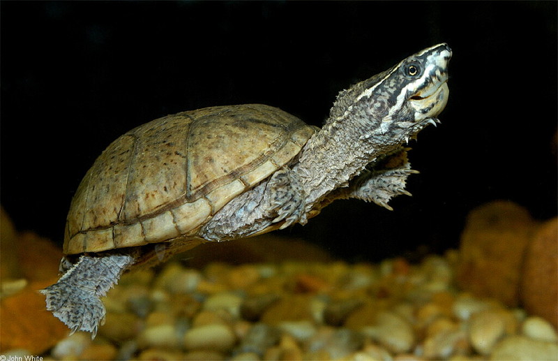 Eastern Musk Turtle (Sternotherus odoratus)500LR.jpg
