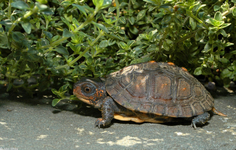 Neonate Eastern Box Turtle (Terrapene carolina carolina).jpg