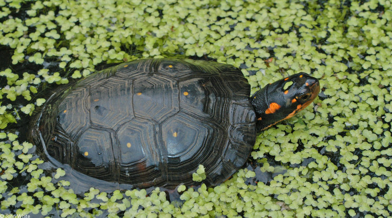 Spotted Turtle  (Clemmys guttata)204.jpg