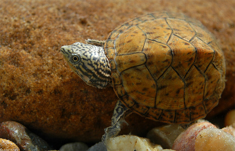 Stripe-neck Musk Turtle (Sternotherus minor peltifer)063.JPG