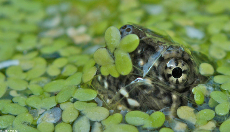 neonate snapping turtle0002.JPG