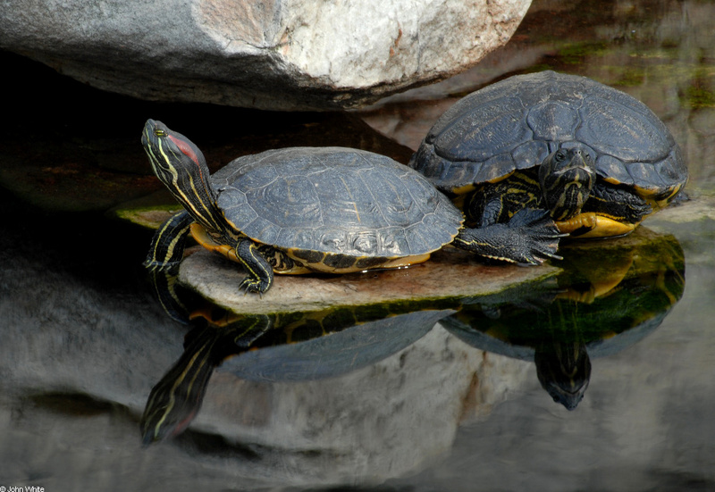 red-eared-and-yellow-bellied-sliders.JPG