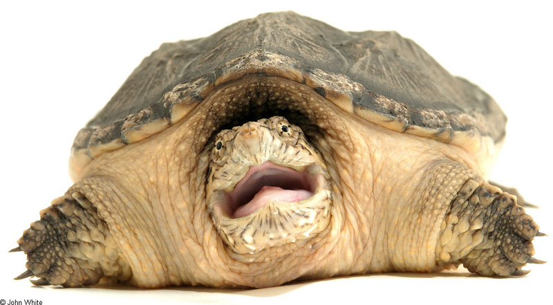 snapping turtle art011a.jpg