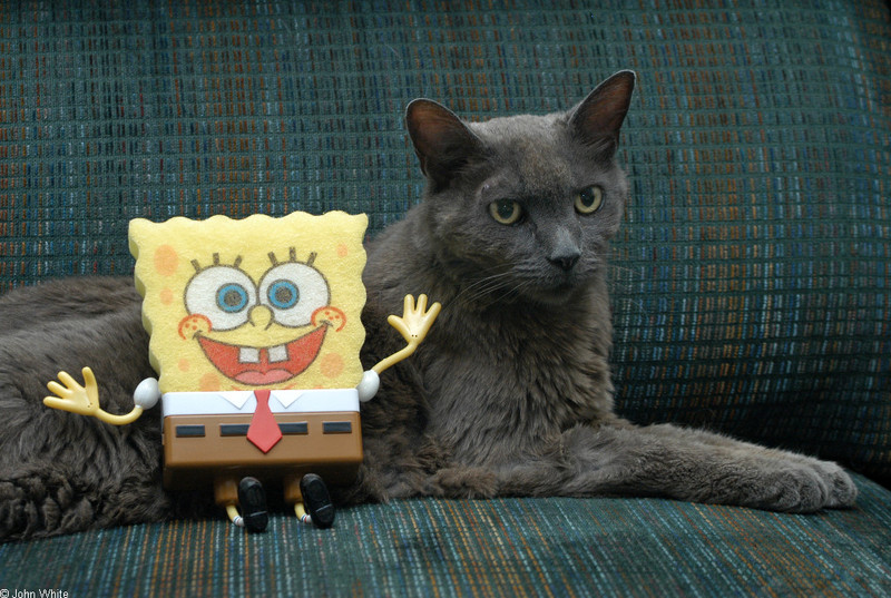 cat with sponge bob.JPG