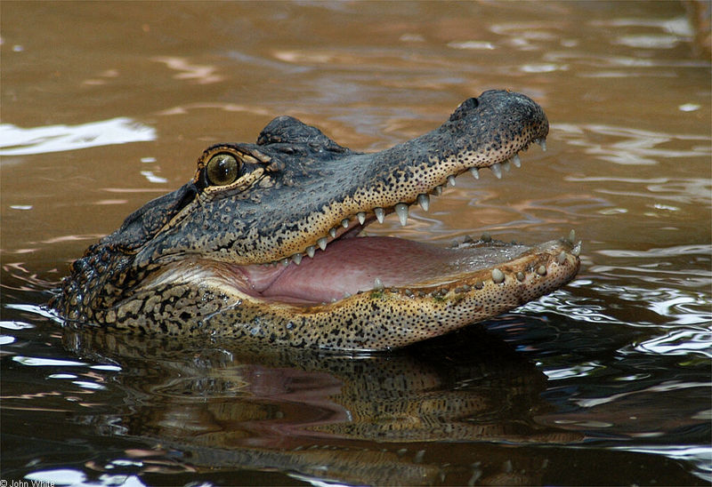 American Alligator (Alligator mississipiensis)0531.jpg