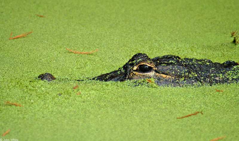American Alligator (Alligator mississipiensis)0532.jpg
