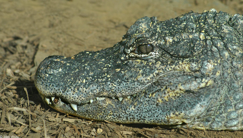 Chinese Alligator (Alligator sinensis)007.JPG