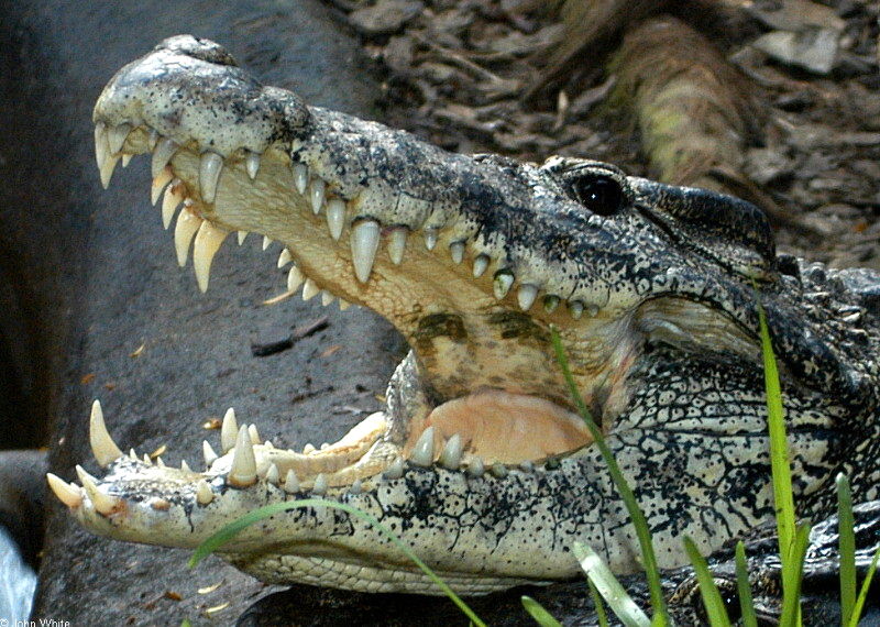 Cuban Crocodile (Crocodylus rhombifer) 526.jpg