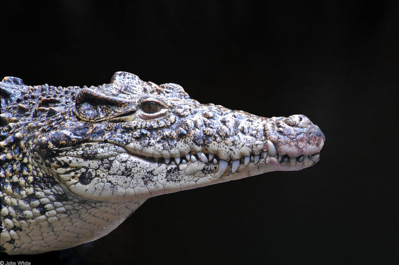 Cuban Crocodile (Crocodylus rhombifer) 531.jpg
