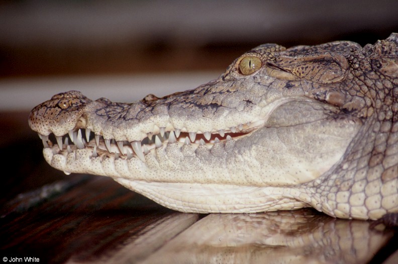 Nile Crocodile (Crocodylus niloticus)1120.jpg