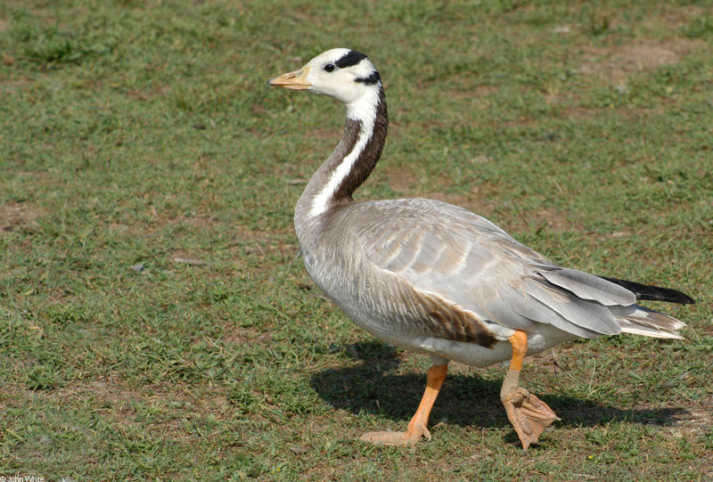 Bar-headed Goose (Anser indicus).JPG