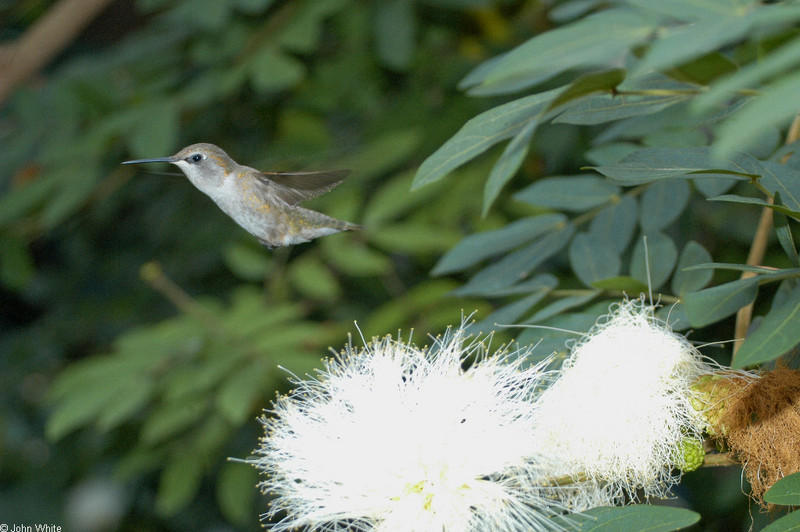 Costa\'s Hummingbird (Calypte costae)003.JPG
