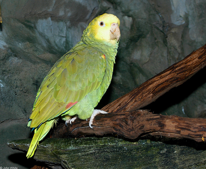 Double yellow-headed Amazon Parrot (Amazona oratrix)001.JPG