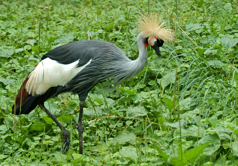Grey Crowned Crane (Balearica regulorum).JPG