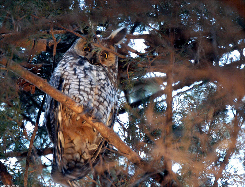 Long-eared Owl (Asio otus)013.JPG