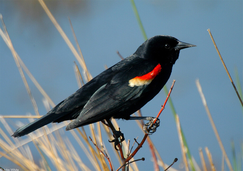 Red-winged Blackbird (Agelaius phoeniceus).jpg