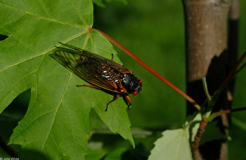 17-Year Periodical Cicada (Magicicada sp.) 001.JPG