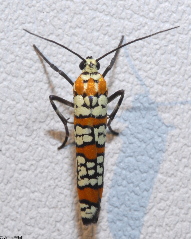 Ailanthus Webworm Moth  (Atteva punctella).JPG