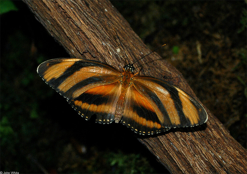 Banded Orange (Dryadula phaetusa)002.JPG