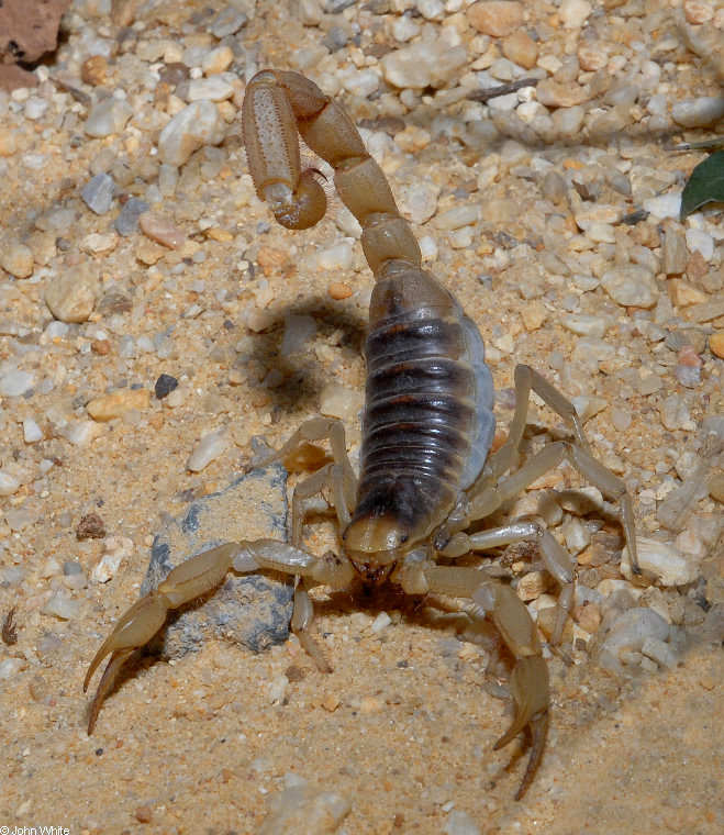 Desert Scorpion (Hadrurus arizonensis)2.jpg