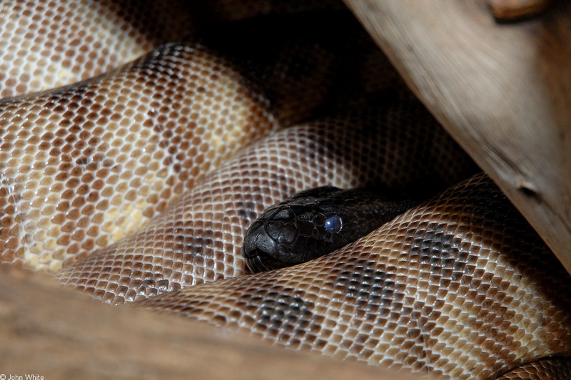 Black-headed Python (Aspidites melanocephalus).JPG