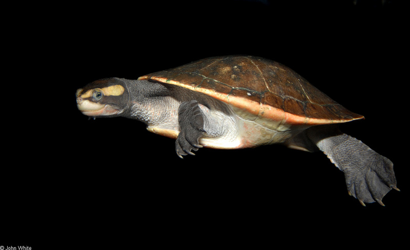 Jardine River Turtle (Emydura subglobosa).JPG